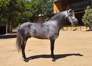 Carthusian (Cartujano) Horse Breed Information, History, Videos, Pictures