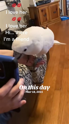 Awe poor bebe, Bus. #fyp #viral #cockatoo #crying #bebe | Busterrthecockatoo
