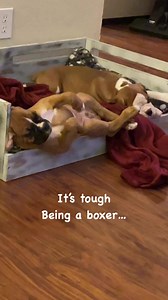 Boxer sleeping positions. | Boxer Madness