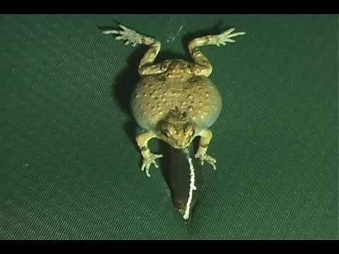 Robotic frogs: male tungara frogs calling female frogs