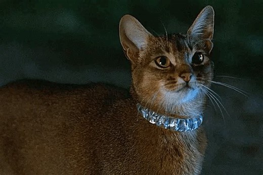THE CAT FROM OUTER SPACE Norman Tokar | 1978