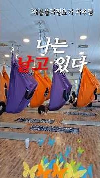 비앙카쌤과 함께 누구나 쉽게 하는 플라잉요가. #flyingyoga #애플플라잉요가파주점 #파주플라잉요가 #플라잉요가 #30대운동 #40대운동 #50대운동 #몸매교정운동