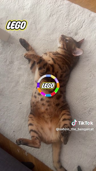 Sahiro The Bengal Cat på TikTok