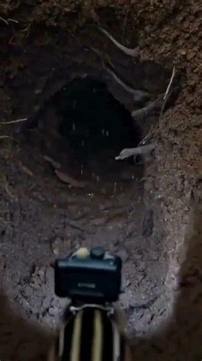 Exploring an Eastern Chipmunk Burrow (POV Concept)