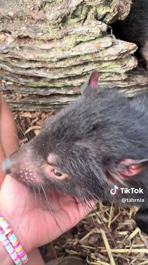 4 Adorable Tasmanian Devils - A Wildlife Conservation Success Story