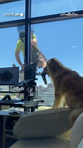 "Sir, when you have a free moment, are you available for a quick game of 'fetch'?" 💕🐶😂 (Via - Rebekah H.) | The Pet Collective