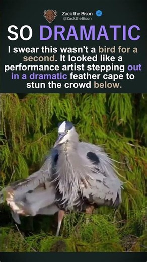 BACKSTAGE AT THE BIRD SHOW