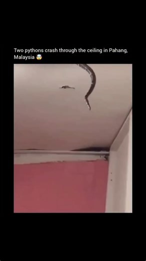 livebsx on Instagram: "In Pahang, Malaysia, a shocking scene unfolded when two massive pythons suddenly crashed through the ceiling of a family’s home. The reptiles, tangled together after what experts believe was a territorial or mating fight, sent debris flying as they fell into the living room. Startled residents quickly fled and called local wildlife authorities for help. Wildlife officers later confirmed that both snakes were reticulated pythons, one of the world’s largest species. The inci