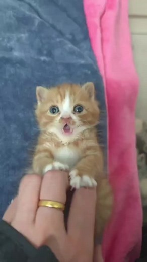 Cute Cat Videos and Adorable Cat Eye Designs