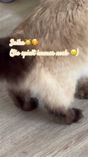 Meine Katze ist 14 btw 🥲🥹 #viral #fypシ #cat #saika
