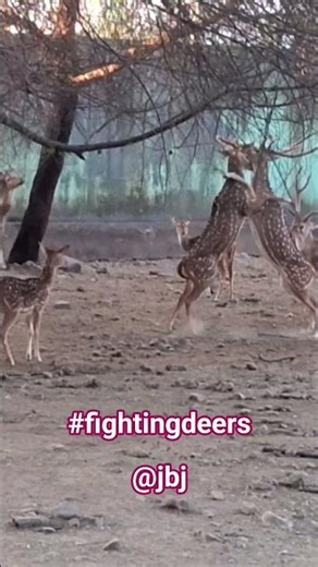 #fighting of #spotteddeerdeer ‪@jeybeejey‬