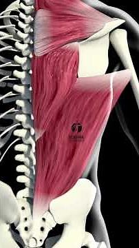 Muscle Memory Explained