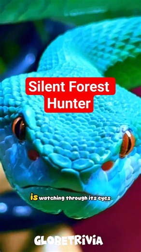 Mystery Colors of Wagler’s Viper