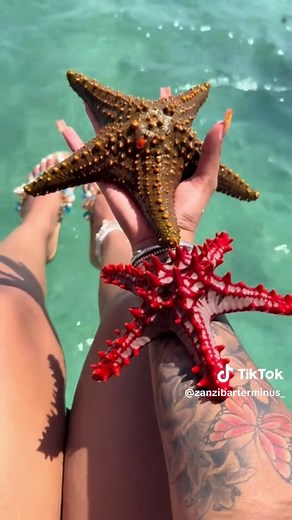 Zanzibar Tour Packages: Beach & Culture Made Easy