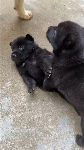 Puppy Don t move#Cute to the point of explosion #Little puppy#Chinese Village Dog