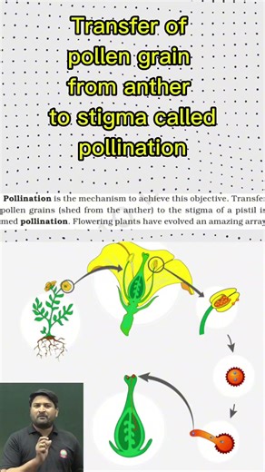 Pollination in Gymnosperms Explained By World Record Holder Alauddin sir #neetbiology #motivation