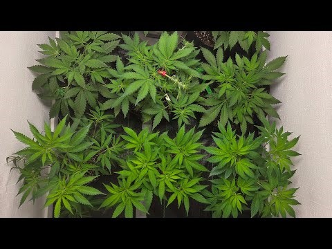 🔥UPDATE IN THE GARDEN🔥 Posting every Saturday from now on! ✌️