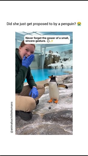 rezax features | if getting proposed to by a penguin isn't the biggest flex idk what is.. 🥹❤ (Cr: TT/ animalsactslikehumans) | Instagram