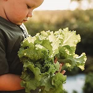 Grand Rapids Lettuce - 250 Seeds - Heirloom & Open-Pollinated Variety, Non-GMO Vegetable Seeds for Planting, Grow Salad Greens Indoors or Outdoors in Containers or The Garden, Thresh Seed Company