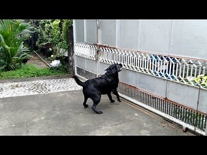 Labrador VS Stranger