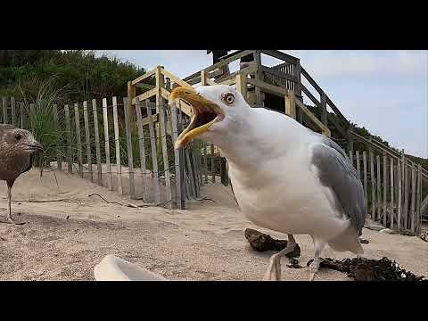 Seagulls Fighting Over Food