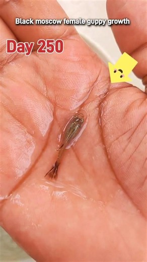 Black Moscow female guppy fish growth time duration #fishshorts #guppyfish #shortsfeed #fish