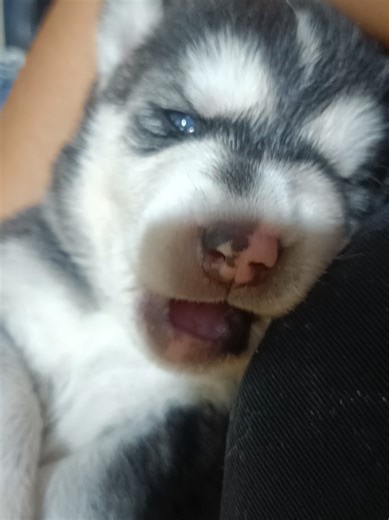 Sasha y sus vacaciones soñadas