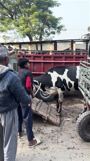 Crazy Cow Transport - Hard to Control