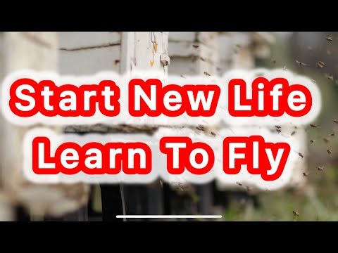 “Life of New Bees 🐝 | Baby Bees’ First Flights and Hive Exploration”