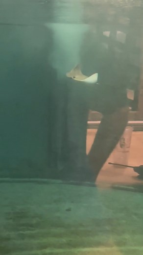 🌊💙 Exciting news from under the waves! We’re thrilled to announce the birth of a baby cownose ray! 🐟 This little one was born fully formed and ready to swim, a natural explorer from day one. Cownose rays are born tail-first with their fins curled up. Their fins unfurl like a butterfly as they take off swimming. Once this little one is a little bigger, you can come visit him in the stingray exhibit in our EcoZone gallery! 🌊💧 #AquariumBaby #CownoseRay #OceanLife | Oklahoma Aquarium