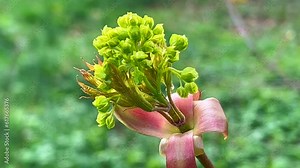 Norway Maple (Acer platanoides) blossom in Ystad, Scania, South Sweden, Scandinavia Stock Video
