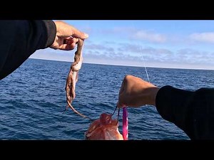 Limits of Rockfish Without ANY BAIT. SPJ on the California Coast