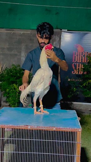King 👑 Shamo #viral #Foryou | Bird's shelter