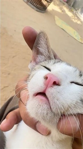 kitten meowing to attract cats