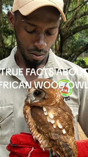 what do you know about wood owls