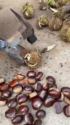 Chestnut Preparation: Easy Cutting Techniques
