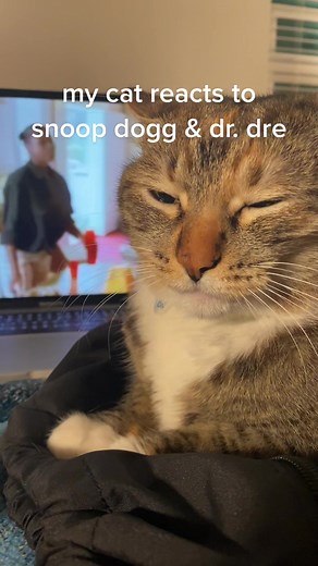 Cat Vibing to Classic Hip Hop Hits | Snoop Dogg & Dr. Dre
