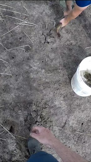 7.7K views · 76 reactions | Digging for fiddler crabs! #reels #fishing #bait #crab #beaufortsc | Beaufort SC Fishing | Facebook