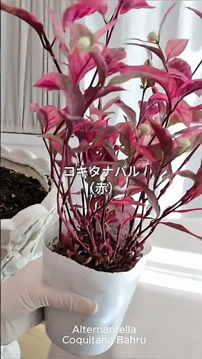 【寄せ植えギャザリング】秋の寄せ植えのコツ 大阪・奈良・芦屋で教室開催中✨ #ガーデニング