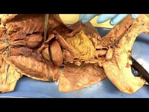 Cat dissection - Overview