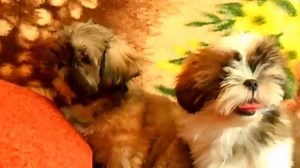 30K views · 849 reactions | Shih tzu puppies | BuzzSharer Shih Tzus | Facebook