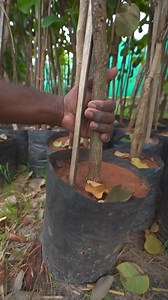 Semmaram RED SANTAL Plants WhatsApp Sm Gardening 99407 14601, 91509 54153 | Sm gardening-