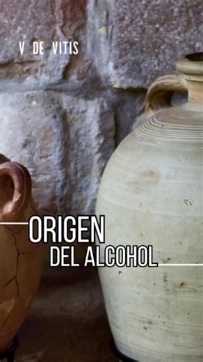 v de vitis on TikTok