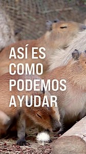 Desde los Andes hasta la Amazonía, Perú rebosa de maravillas naturales. Descubre la increíble fauna peruana: desde la icónica llama y el escurridizo oso de anteojos, hasta vibrantes guacamayos, nutrias gigantes de río y el misterioso delfín rosado de río. Estos animales no solo inspiran asombro, sino que desempeñan un papel vital en los ricos ecosistemas del Perú. Protegerlos significa proteger el futuro de la biodiversidad. | Red Semilla
