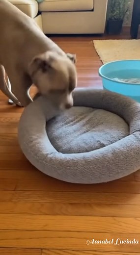 1M views · 27K reactions | He came in so tired…  But his bed was already taken!  Instead of arguing, Bruno did what Bruno does best — problem solved in one move  Princess and Tobbi went from cozy to soaked in 3 seconds   AI-created scene made for laughs, chaos, and pure cuteness! #funnypets #dogsoffacebook #catsoffacebook #aiadorable #PetComedyClub #viralreelschallenge | Annabel Lucinda | Facebook