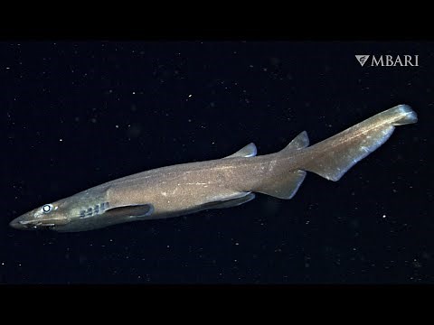 Deep-sea catsharks are the largest family of living sharks