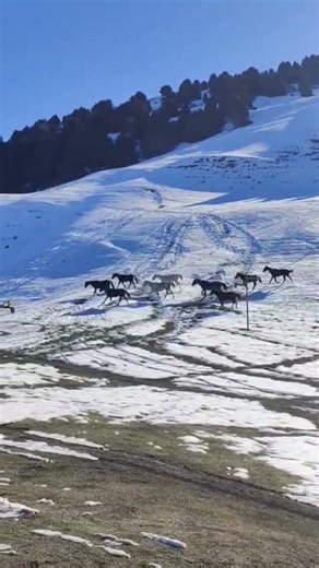 kirgiztan horses running aponeurosis the mountains #nature #horses
