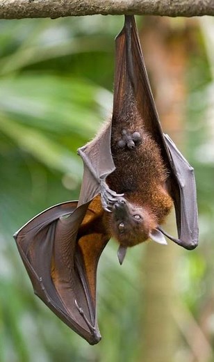 Fruit Bat, Flying Fox Sound Effects 🦇 🔊