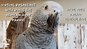 Have virtual breakfast with Rosie the African Gray Parrot at the St. Louis Aquarium