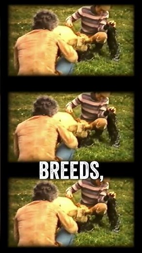 The history of our primitive sheep breeds